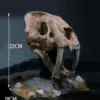Wonders of the Wild Series Estatua Smilodon Skull Fossil 22 cm